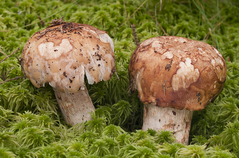 Russula illota